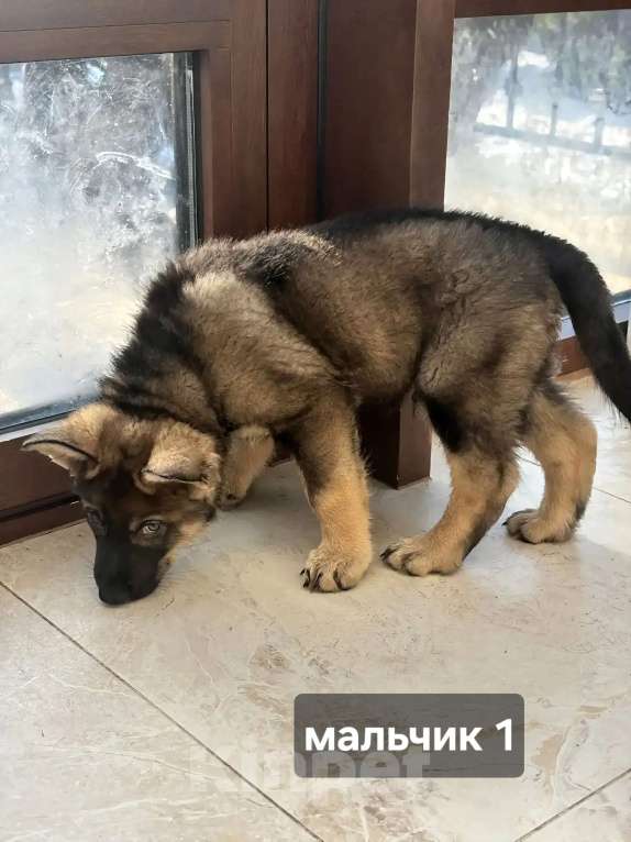 Собаки в Новосибирске: Щенки Немецкой овчарки Разнополые, 20 000 руб. - фото 4