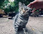 Кошки в Калуге: Кошка Девочка, Бесплатно - фото 2
