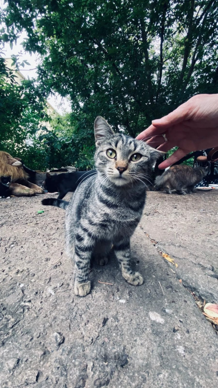 Кошки в Калуге: Кошка Девочка, Бесплатно - фото 2