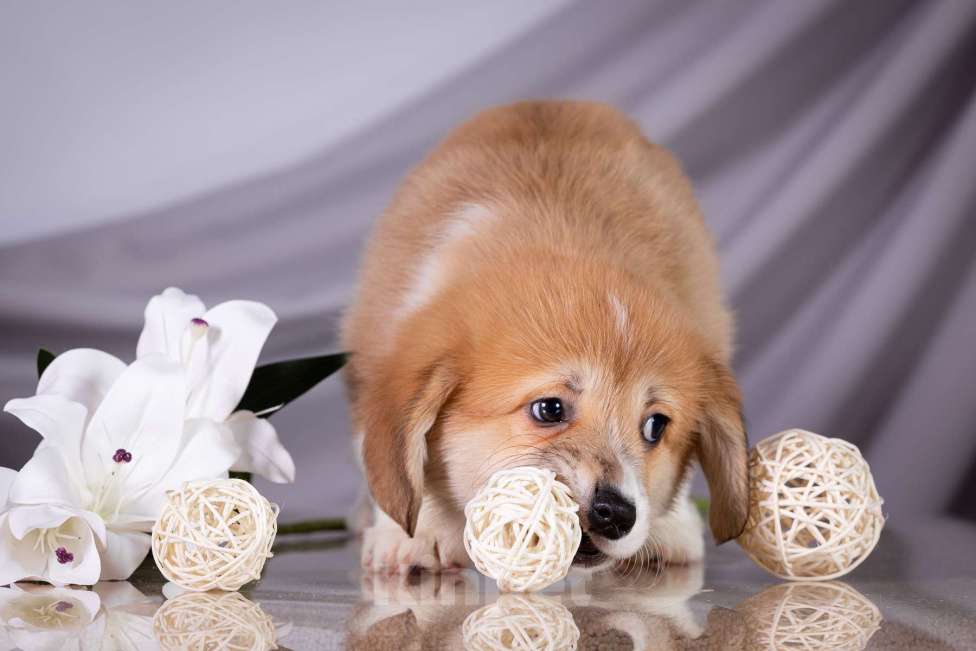 Собаки в Москве: Продам щенка вельш корги пемброк Девочка, 70 000 руб. - фото 4