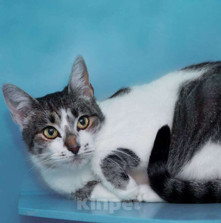 Кошки в Москве: Спустя полгода Машеньку вернули 💔 Девочка, Бесплатно - фото 2