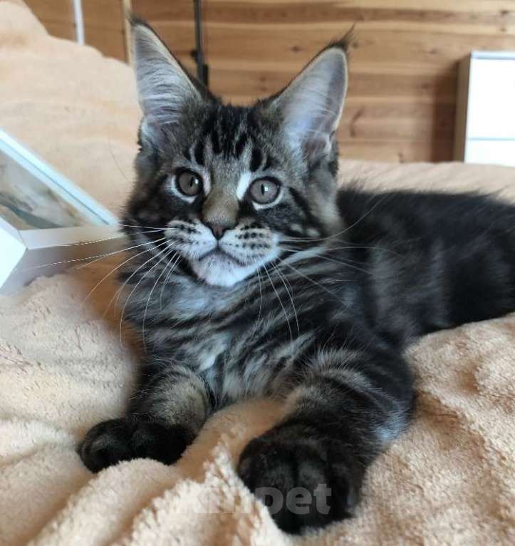 Кошки в Санкт-Петербурге: Котята мейн кун Мальчик, 40 000 руб. - фото 3