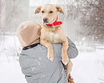 Собаки в Красноармейске: Активная собака ищет активных хозяев! Девочка, 1 руб. - фото 1