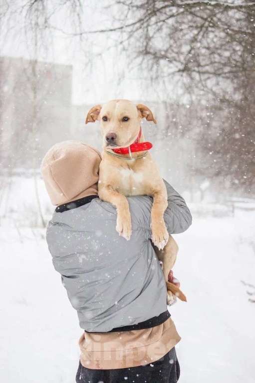 Собаки в Красноармейске: Активная собака ищет активных хозяев! Девочка, 1 руб. - фото 1