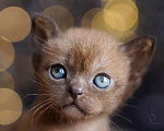 Кошки в Санкт-Петербурге: Европейская Бурма соболиный Мальчик Мальчик, 100 000 руб. - фото 3