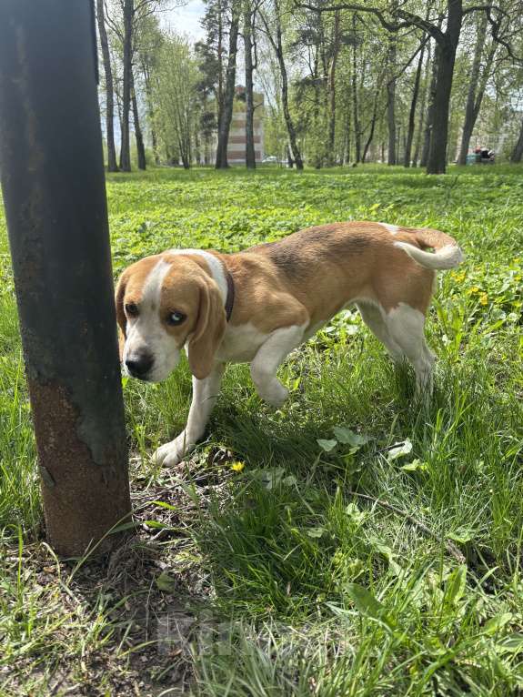 Собаки в других городах Московской области: найдена собака девочка билль в Троицком Девочка, Бесплатно - фото 2
