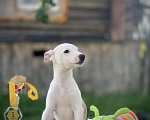 Собаки в Ярославле: щенки Уиппета Мальчик, 50 000 руб. - фото 5