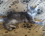 Кошки в Волгограде: Котята в добрые руки  Мальчик, 50 руб. - фото 3