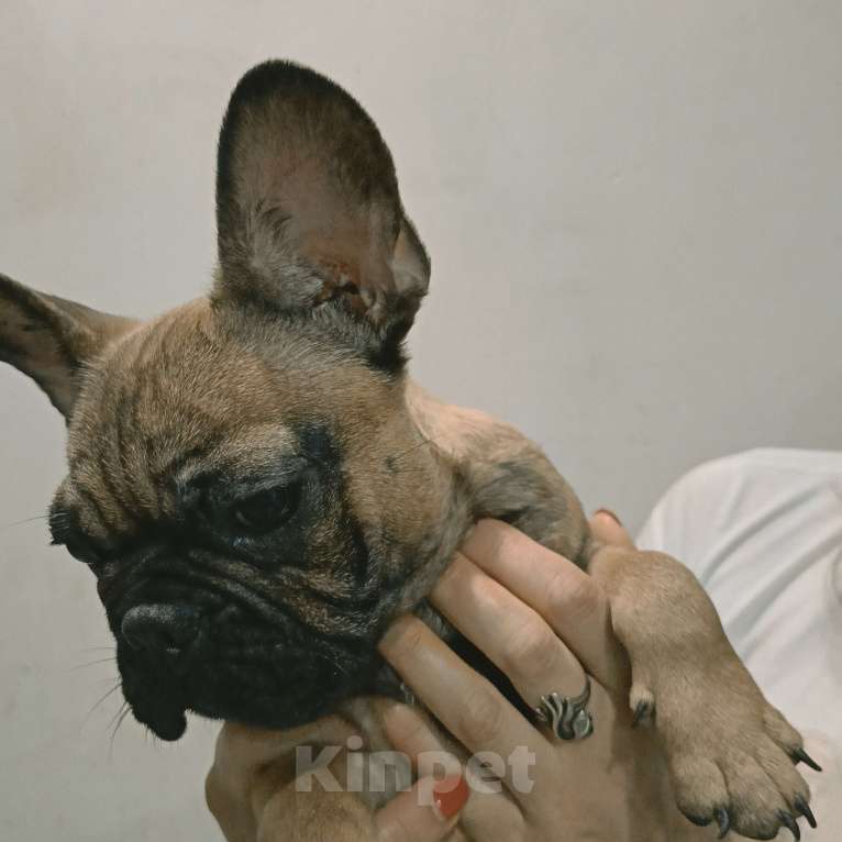 Собаки в Хадыженске: Мальчик Французский бульдог РКФ  Мальчик, 80 000 руб. - фото 5