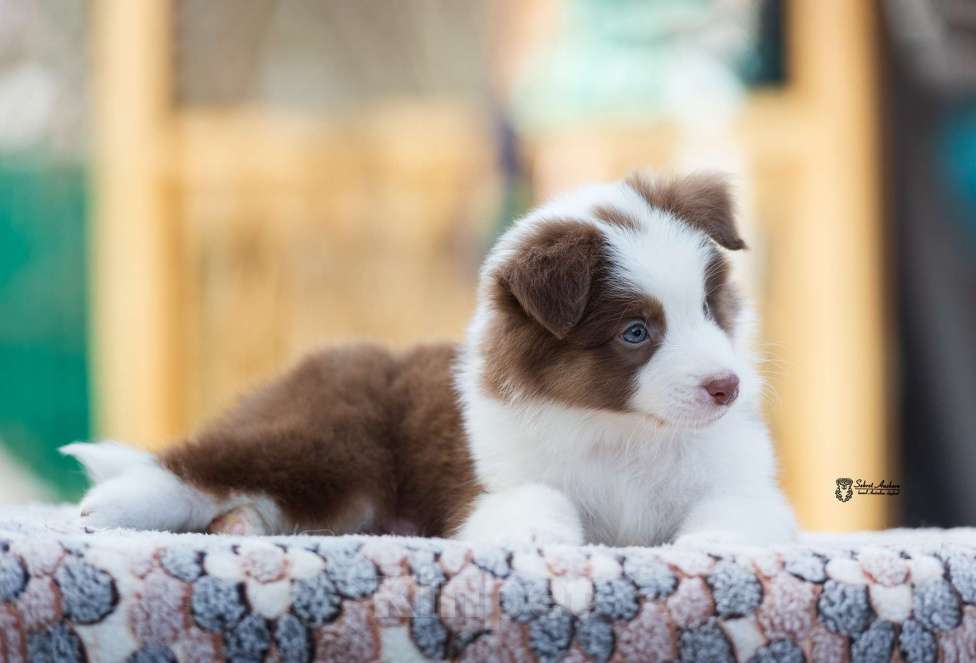 Собаки в Москве: Австралийская овчарка, аусси Мальчик, 70 000 руб. - фото 3