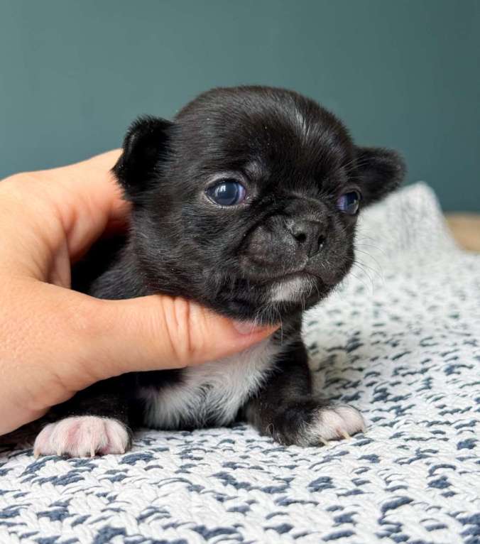 Собаки в Москве: Кукольный чёрный мальчик  Мальчик, 50 000 руб. - фото 3