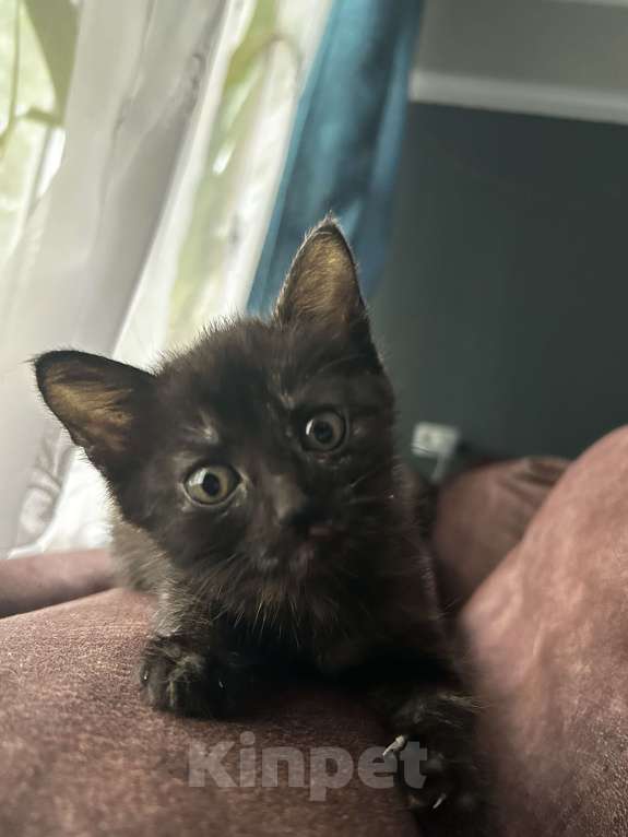 Кошки в Брянске: Котенок в добрые руки  Девочка, Бесплатно - фото 2