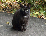 Кошки в других городах Калужской области: Чёрная ласковая Маковка Девочка, Бесплатно - фото 9