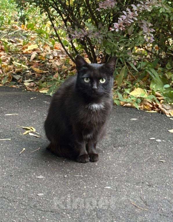 Кошки в других городах Калужской области: Чёрная ласковая Маковка Девочка, Бесплатно - фото 9