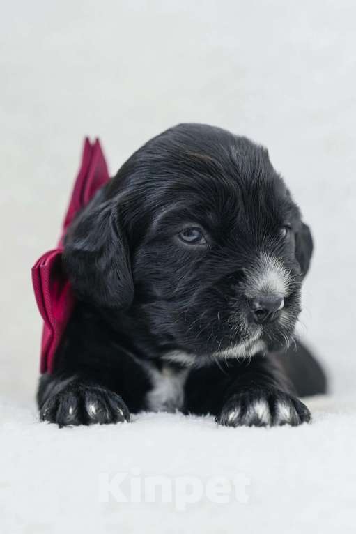 Собаки в Владивостоке: Щенки русского охотничьего спаниеля Девочка, 50 000 руб. - фото 1