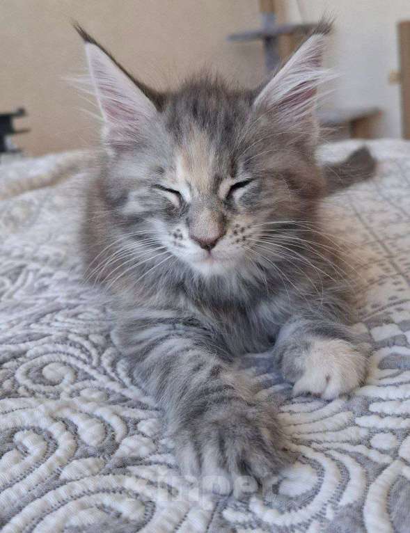 Кошки в Геленджике: Продаётся котёнок мейн-кун, девочка, серебристый окрас fs 24, из питомника EdenLight (Геленджик) Девочка, Бесплатно - фото 2