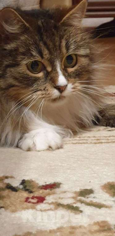 Кошки в Москве: Очень ласковая и красивая кошечка Девочка, Бесплатно - фото 5