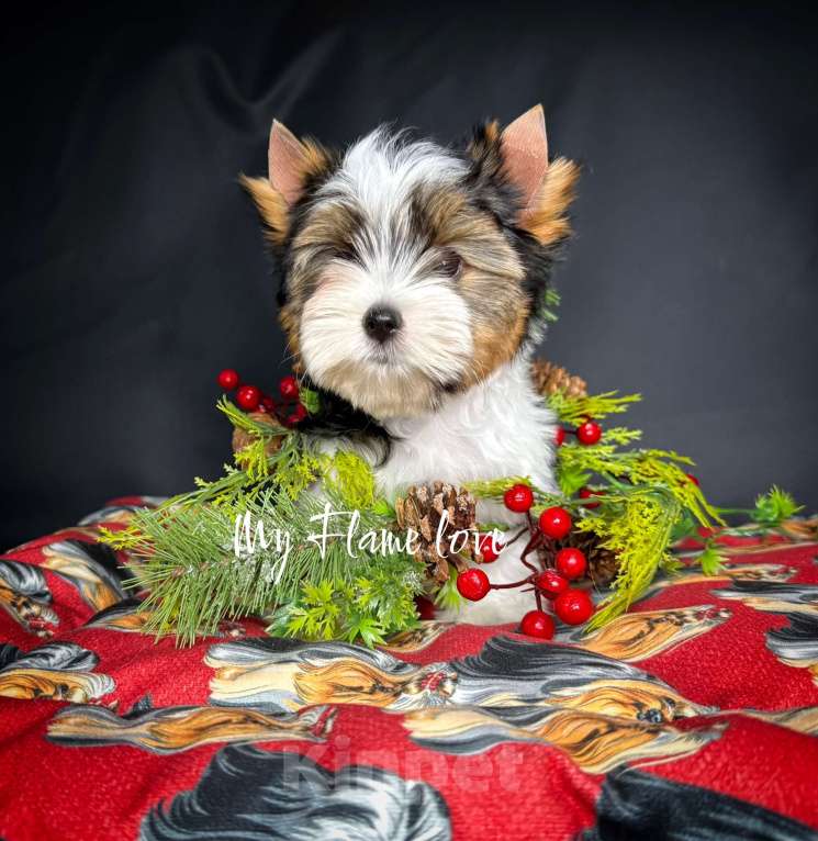 Собаки в Краснодаре: Мальчик Бивер, Документы РКФ Мальчик, 40 000 руб. - фото 1