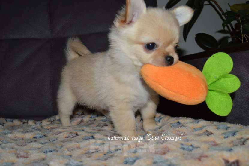 Собаки в Москве: Шикарный мальчик чихуаху , РКФ, от Чемпиона Мальчик, 30 000 руб. - фото 2