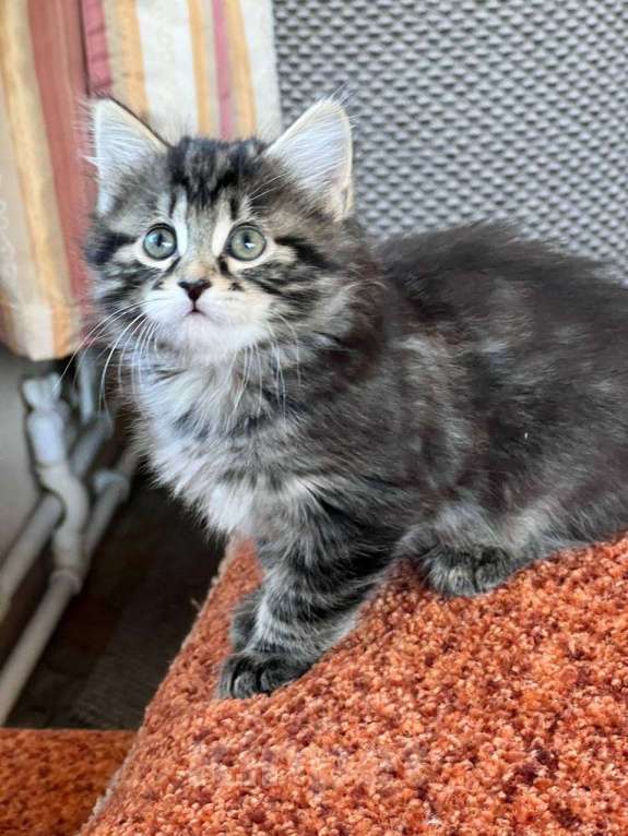 Кошки в других городах Московской области: котята курильского бобтейла Разнополые, Бесплатно - фото 4