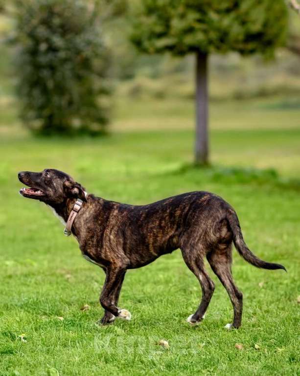 Собаки в Москве: Дора, девочка, 7 мес. ищет дом. Девочка, Бесплатно - фото 9