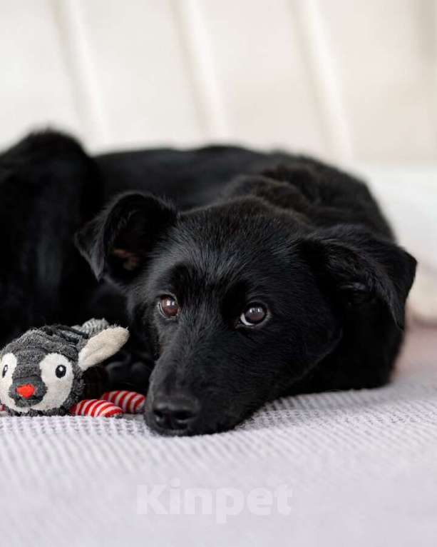 Собаки в Москве: Маленькая Молли ищет свой дом! Девочка, Бесплатно - фото 2