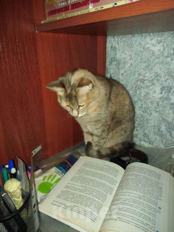 Кошки в Казани: Помогите найти Алису! Девочка, 10 000 руб. - фото 4