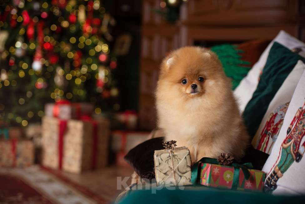 Собаки в Сосновом Бору: Мальчик померанский шпиц РКФ Мальчик, 130 000 руб. - фото 2