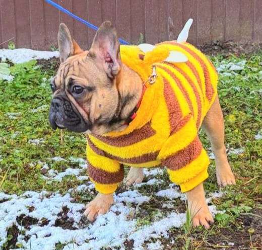 Собаки в Москве: Подрощенная девочка француженка  Девочка, Бесплатно - фото 3