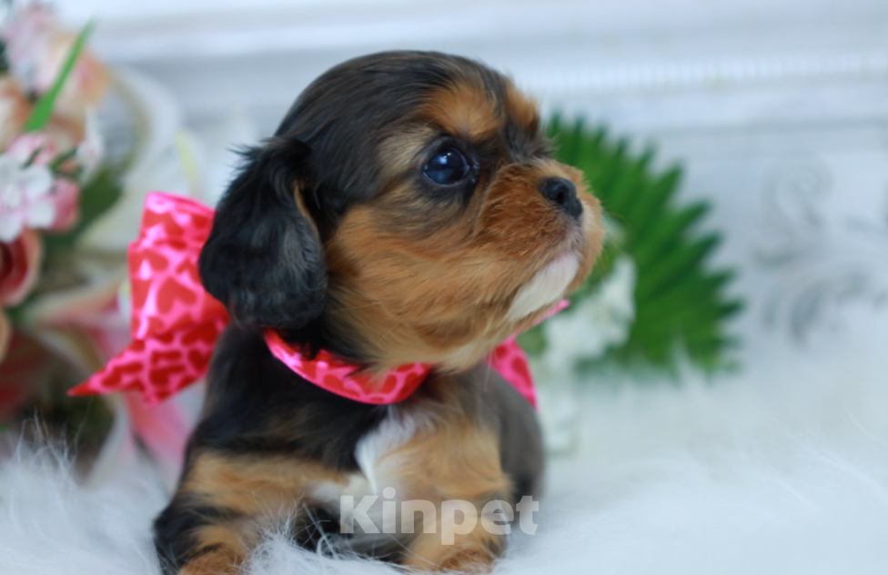 Собаки в Москве: Доступна для бронирования очаровательная малышка кавалер кинг чарльз спаниеля! Девочка, Бесплатно - фото 2