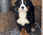 Собаки в Челябинске: Щенки бернского зенненхунда Девочка, Бесплатно - фото 1