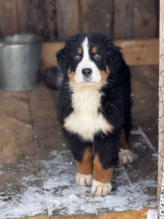 Собаки в Челябинске: Щенки бернского зенненхунда Девочка, Бесплатно - фото 1
