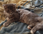 Кошки в Котельниче: Продавец вислоухий котёнок Мальчик, 35 000 руб. - фото 1
