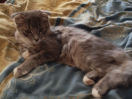 Продавец вислоухий котёнок
