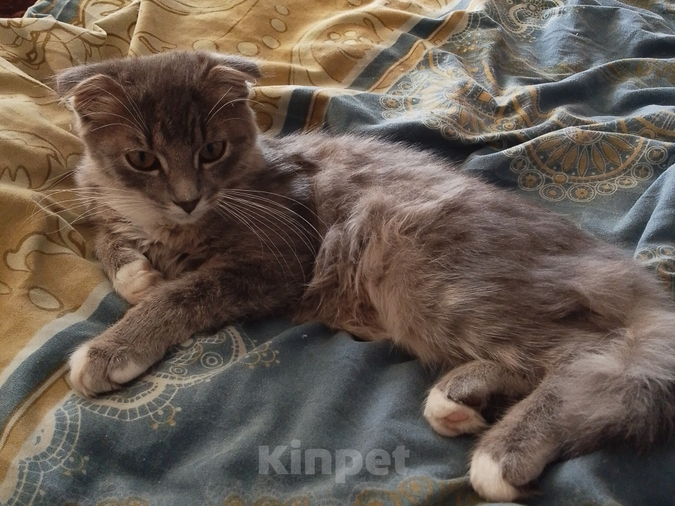 Кошки в Котельниче: Продавец вислоухий котёнок Мальчик, 35 000 руб. - фото 1