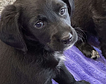 Собаки в Краснодаре: Американский Кокер помесь с дворнягой Мальчик, 100 руб. - фото 4