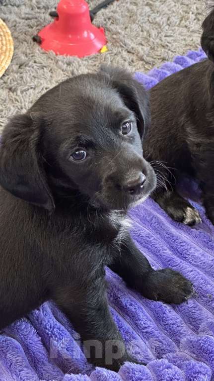Собаки в Краснодаре: Американский Кокер помесь с дворнягой Мальчик, 100 руб. - фото 4