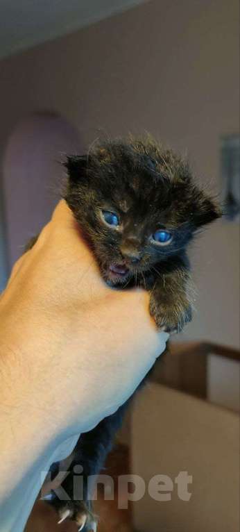 Кошки в других городах Московской области: Котятки в добрые руки Мальчик, Бесплатно - фото 3