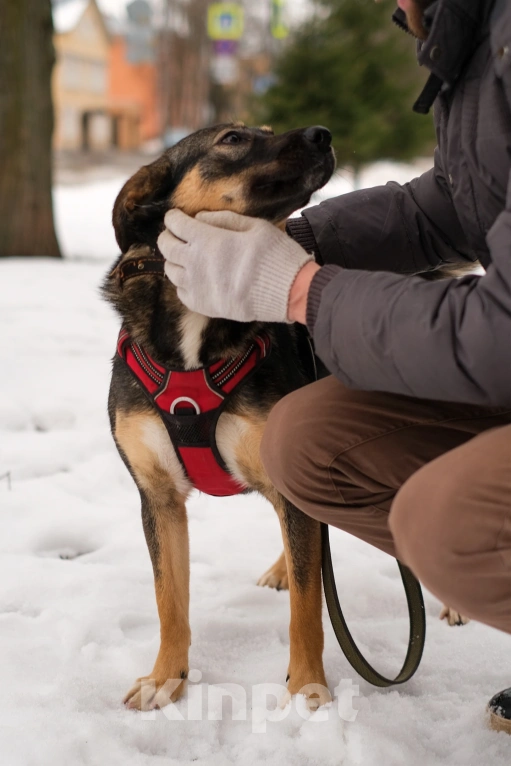 Собаки в Санкт-Петербурге: Сальма из приюта в добрые руки Девочка, Бесплатно - фото 5