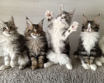 Кошки в других городах Владимирской области: Котята мейн кун Мальчик, 50 000 руб. - фото 3