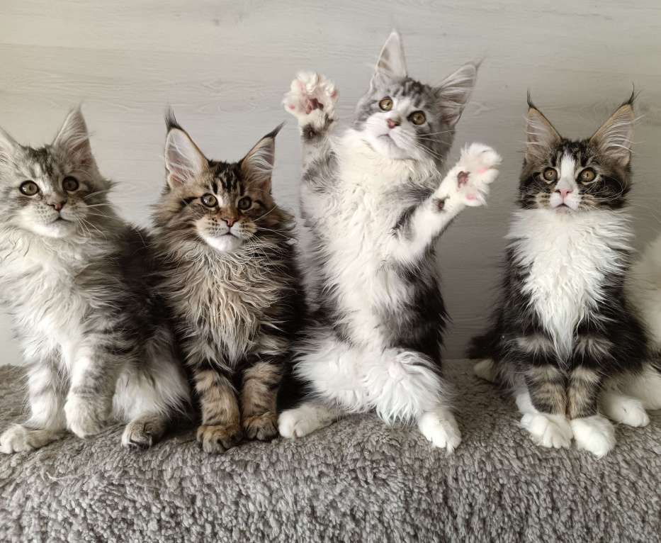 Кошки в других городах Владимирской области: Котята мейн кун Мальчик, 50 000 руб. - фото 3
