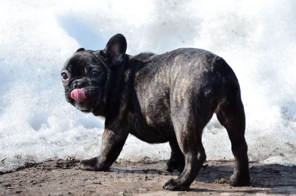 Собаки в Старом Купавне: Юная красотка Девочка, 50 000 руб. - фото 8