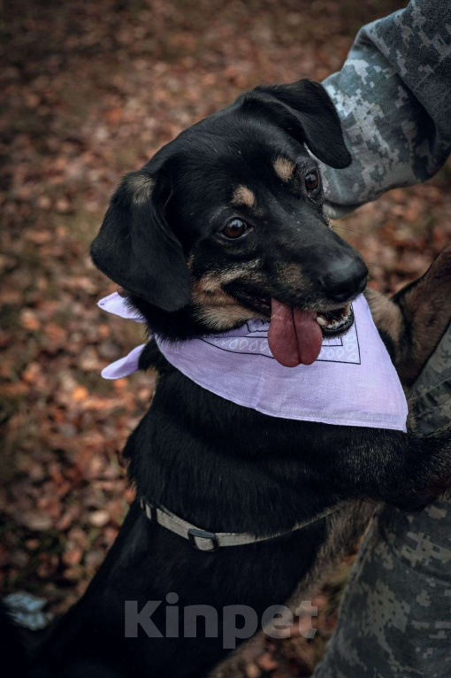 Собаки в Москве: Гарик Мальчик, Бесплатно - фото 3