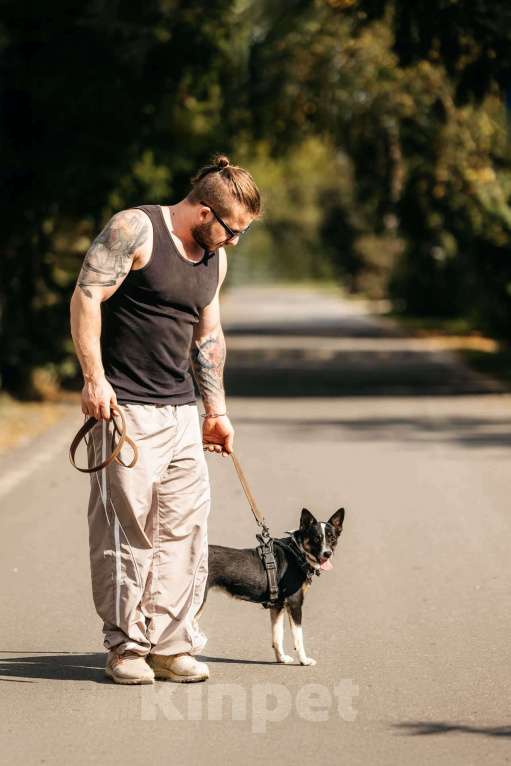 Собаки в Москве: Очаровательная маленькая собачка Налла в дар Девочка, 1 руб. - фото 2