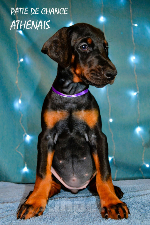 Собаки в Санкт-Петербурге: Щенок добермана Атенаис Девочка, 80 000 руб. - фото 5