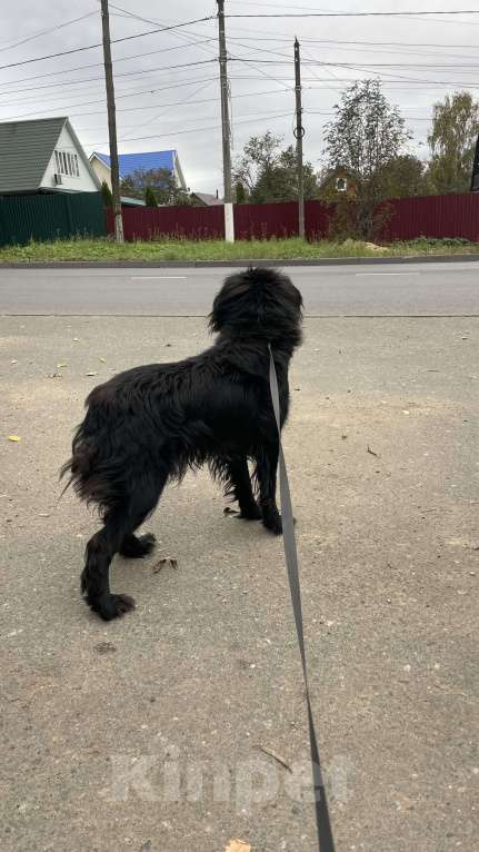 Собаки в других городах Владимирской области: Вуди в добрые ручки Мальчик, Бесплатно - фото 4