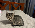 Кошки в Нижнем Новгороде: Милая кошечка Девочка, Бесплатно - фото 2
