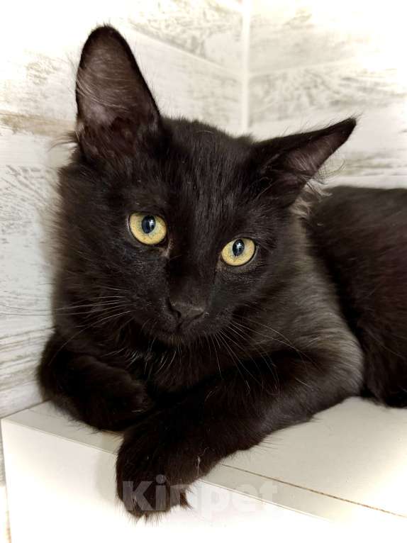 Кошки в других городах Московской области: Мейн кун без хвоста - эксклюзивный гибрид! Мальчик, Бесплатно - фото 2