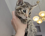 Кошки в Москве: Котенок Халва ищет дом Девочка, Бесплатно - фото 3