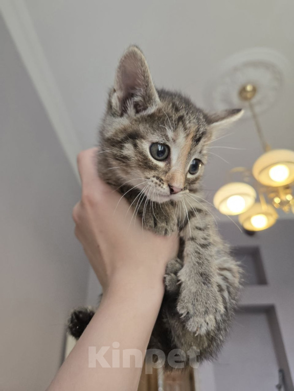 Кошки в Москве: Котенок Халва ищет дом Девочка, Бесплатно - фото 3